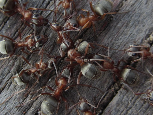 Formica cinerea