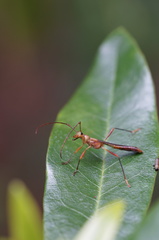 Macrones purpureipes