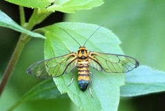 Amata compta