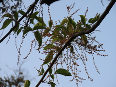 Lannea coromandelica