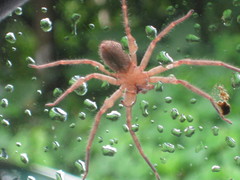Heteropoda pingtungensis
