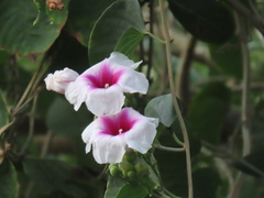 Ipomoea campanulata