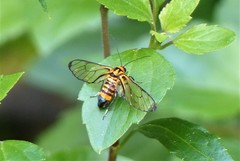 Amata compta