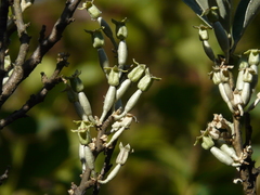 Elaeagnus latifolia
