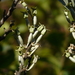 Elaeagnus latifolia - Photo (c) Dinesh Valke, algunos derechos reservados (CC BY-SA)