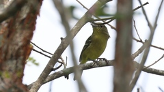 Vireo pallens