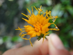 Gynura