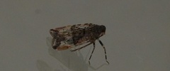 Dipsiathus obscurifrons