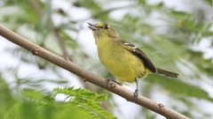 Vireo pallens
