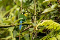 Psarisomus dalhousiae