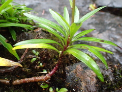 Gynura