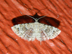 Alucita adriendenisi