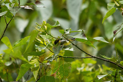 Zosterops japonicus montanus