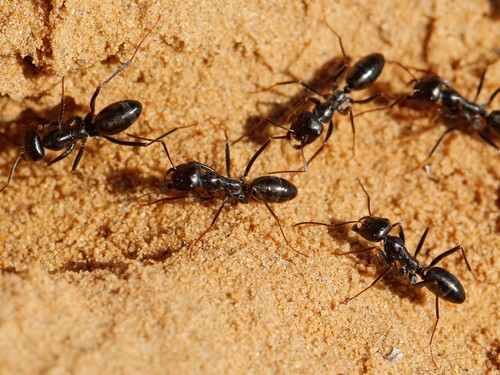 Cataglyphis aenescens