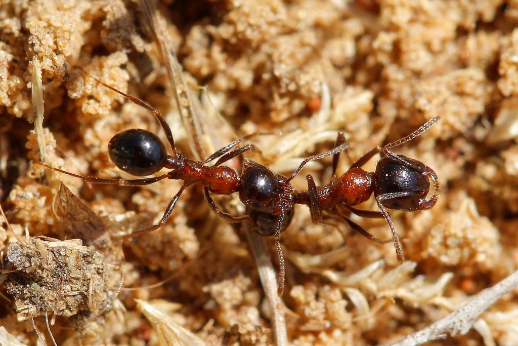 Messor denticulatus