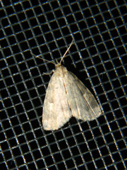 Parahypenodes quadralis