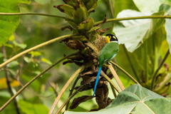 Psarisomus dalhousiae