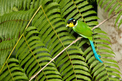 Psarisomus dalhousiae