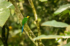 Psarisomus dalhousiae