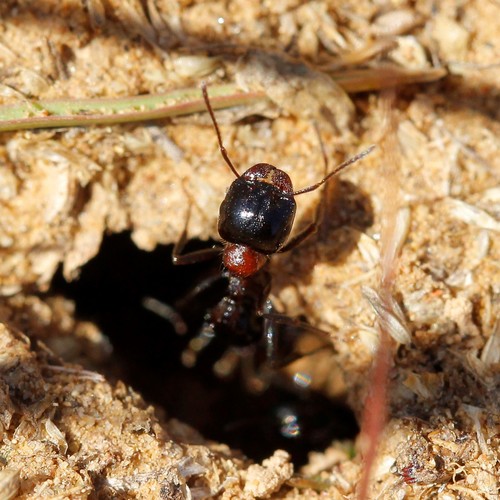 Messor denticulatus