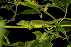 Pseudocalotes tympanistriga