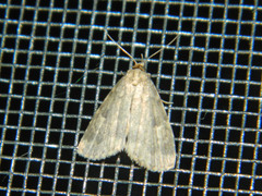 Parahypenodes quadralis