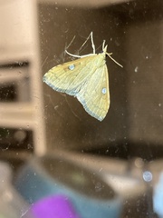 Mnesictena marmarina