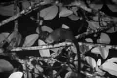 Arctogalidia trivirgata