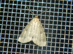 Parahypenodes quadralis