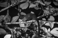 Arctogalidia trivirgata