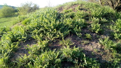 Astragalus dasyanthus