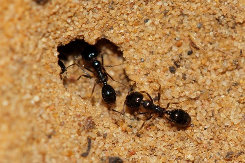 Monomorium barbatulumMonomorium barbatulum