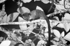 Arctogalidia trivirgata