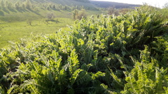 Astragalus dasyanthus