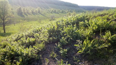 Astragalus dasyanthus