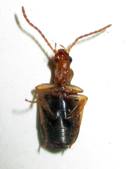 Brachininae