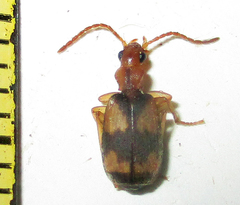 Brachininae