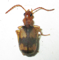 Brachininae
