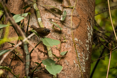 Stachyris nigriceps larvata