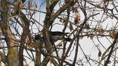 Corvus cornix