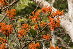 Arachnothera chrysogenys
