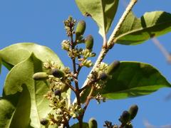 Ligustrum robustum perrottetii