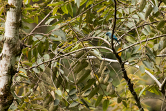 Cyornis unicolor