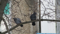 Columba livia domestica