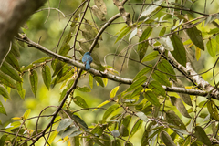 Cyornis unicolor