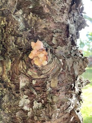 Araucaria columnaris