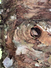 Araucaria columnaris