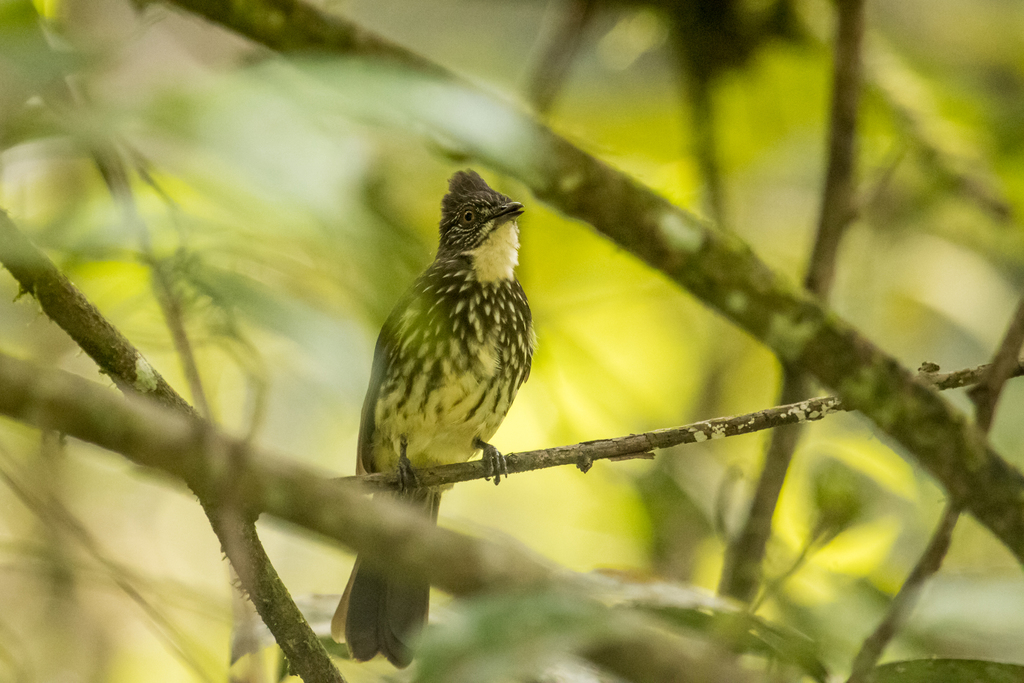 Cream-striped Bulbul photo