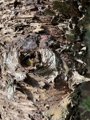 Araucaria columnaris