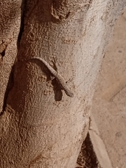 Urosaurus bicarinatus